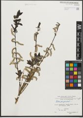 Foto von Salix purpurea L.